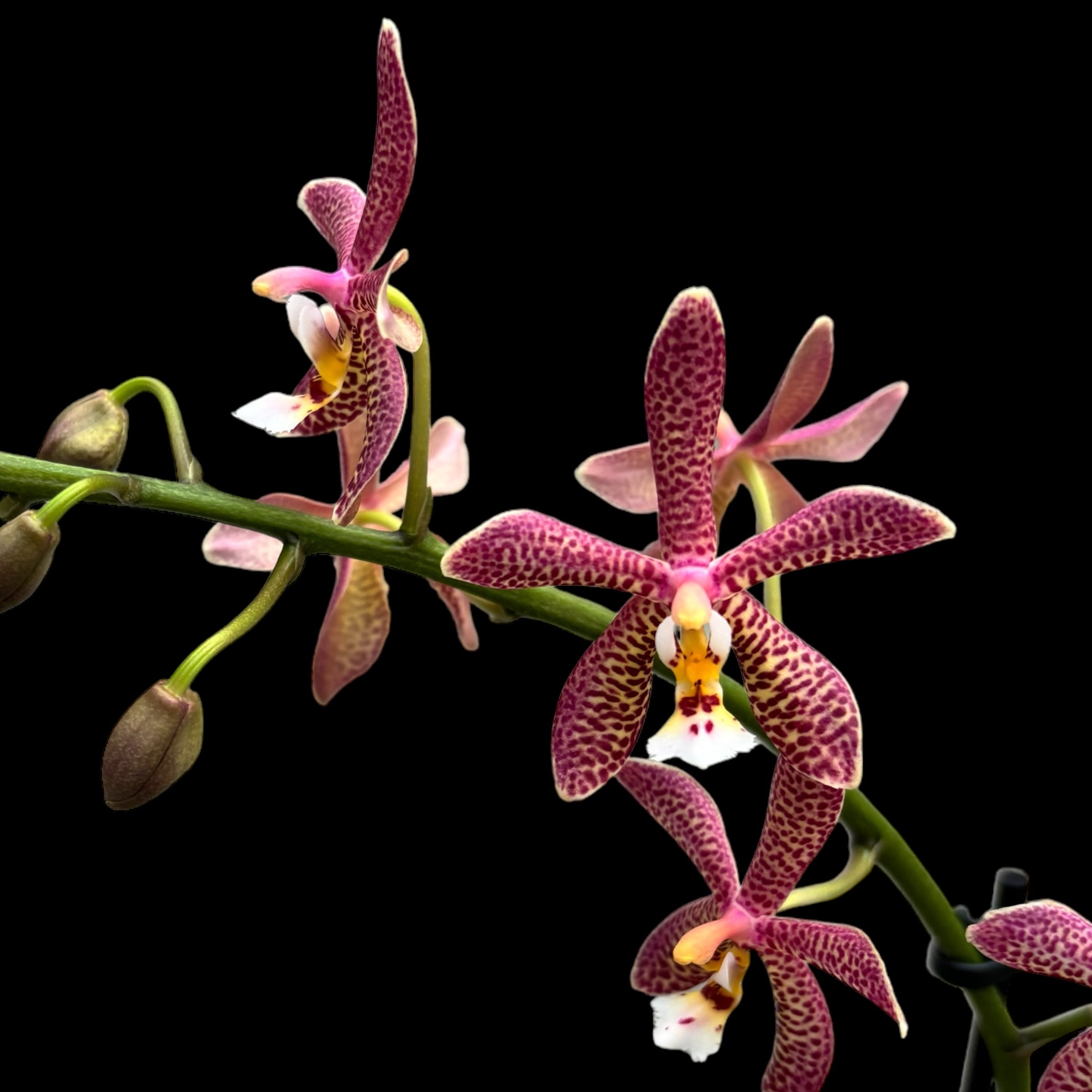 Phalaenopsis Bronze Maiden (schilleriana × mannii 'Black')