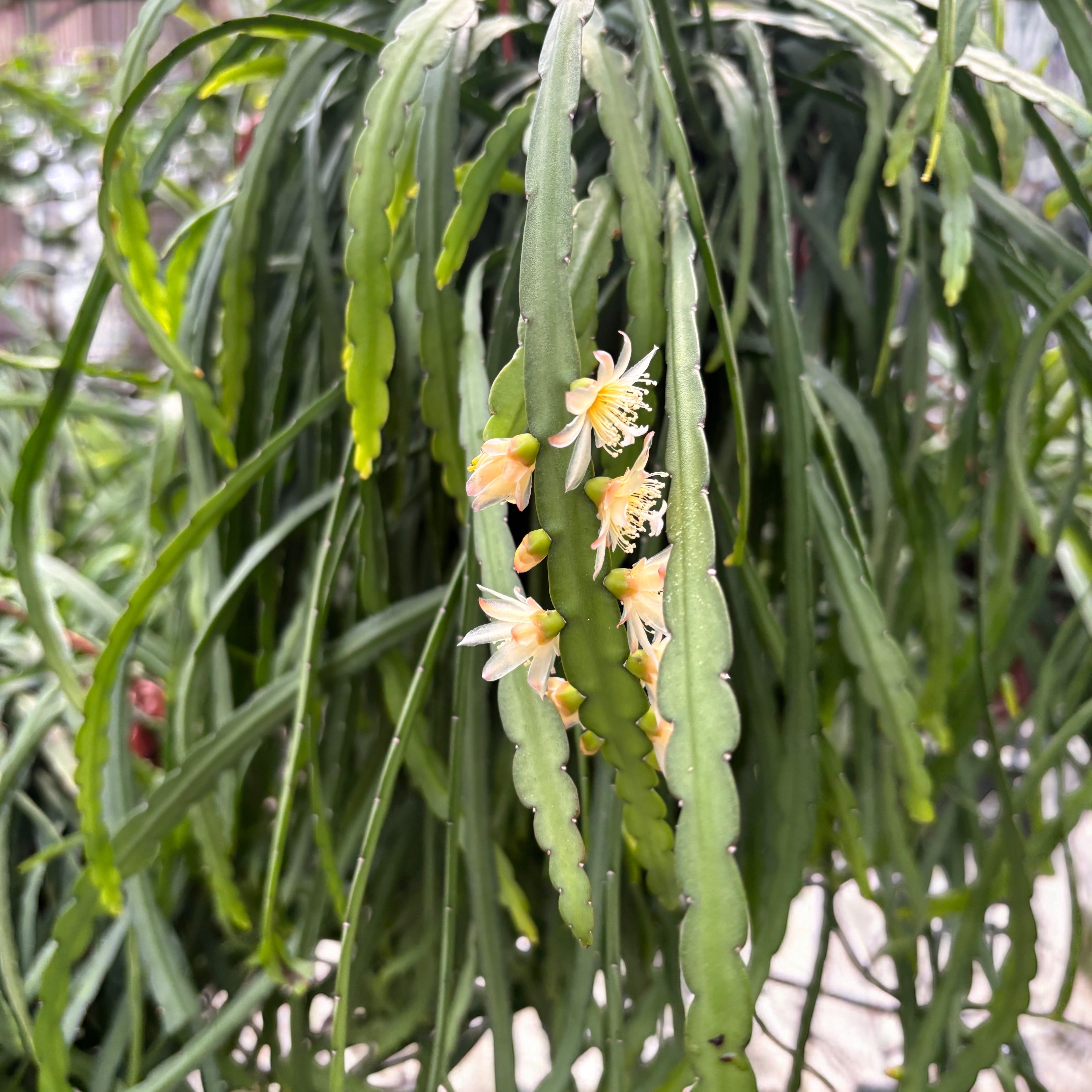 Lepismium bolivianum - cactusul de padure - exemplare XL