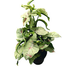 Syngonium Milk Confetti (erősen tarka) XL