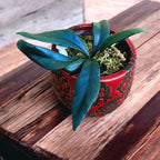 Microsorum thailandicum (Avatar fern)