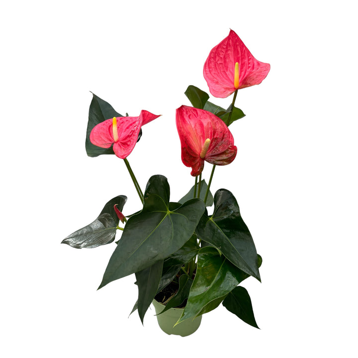 Anthurium Maine (flori XL)