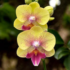 Phalaenopsis King Car French Kiss (Big Lip)