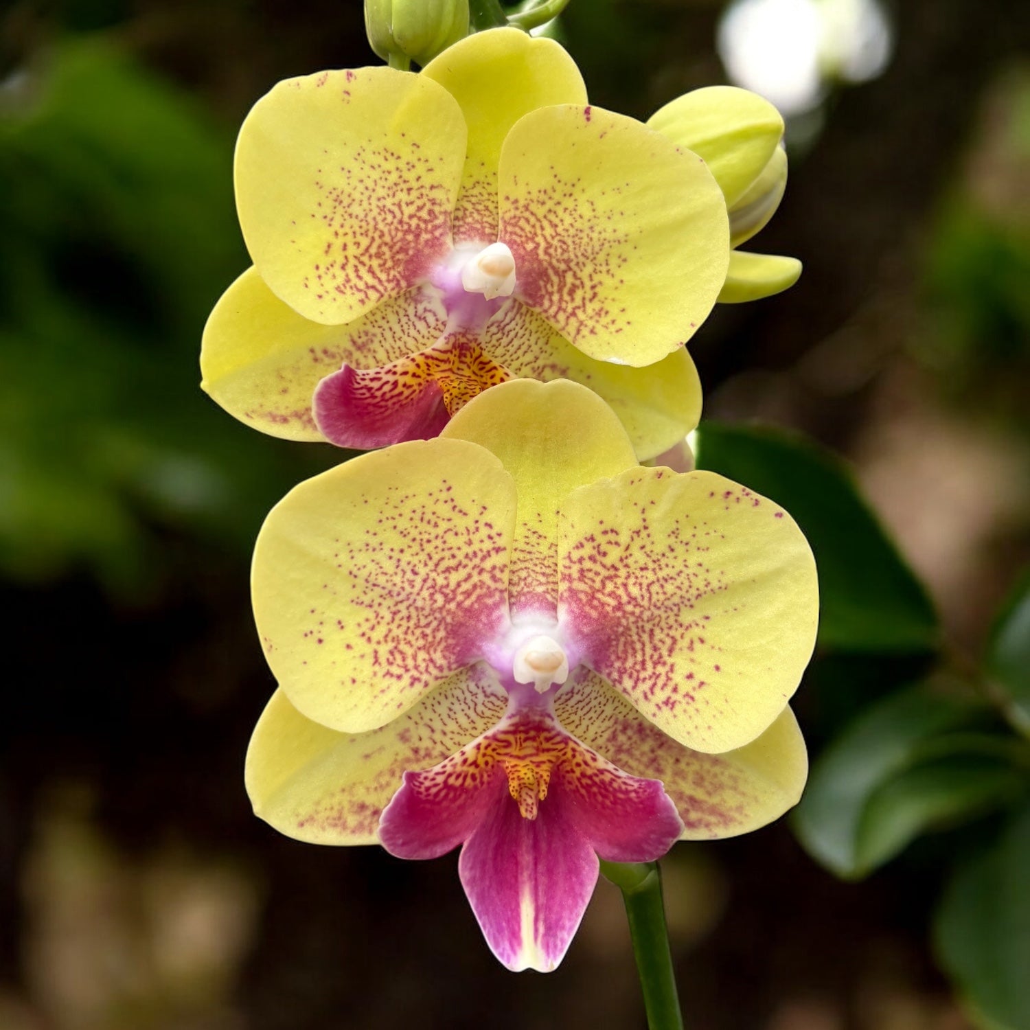 Phalaenopsis King Car French Kiss (Big Lip)