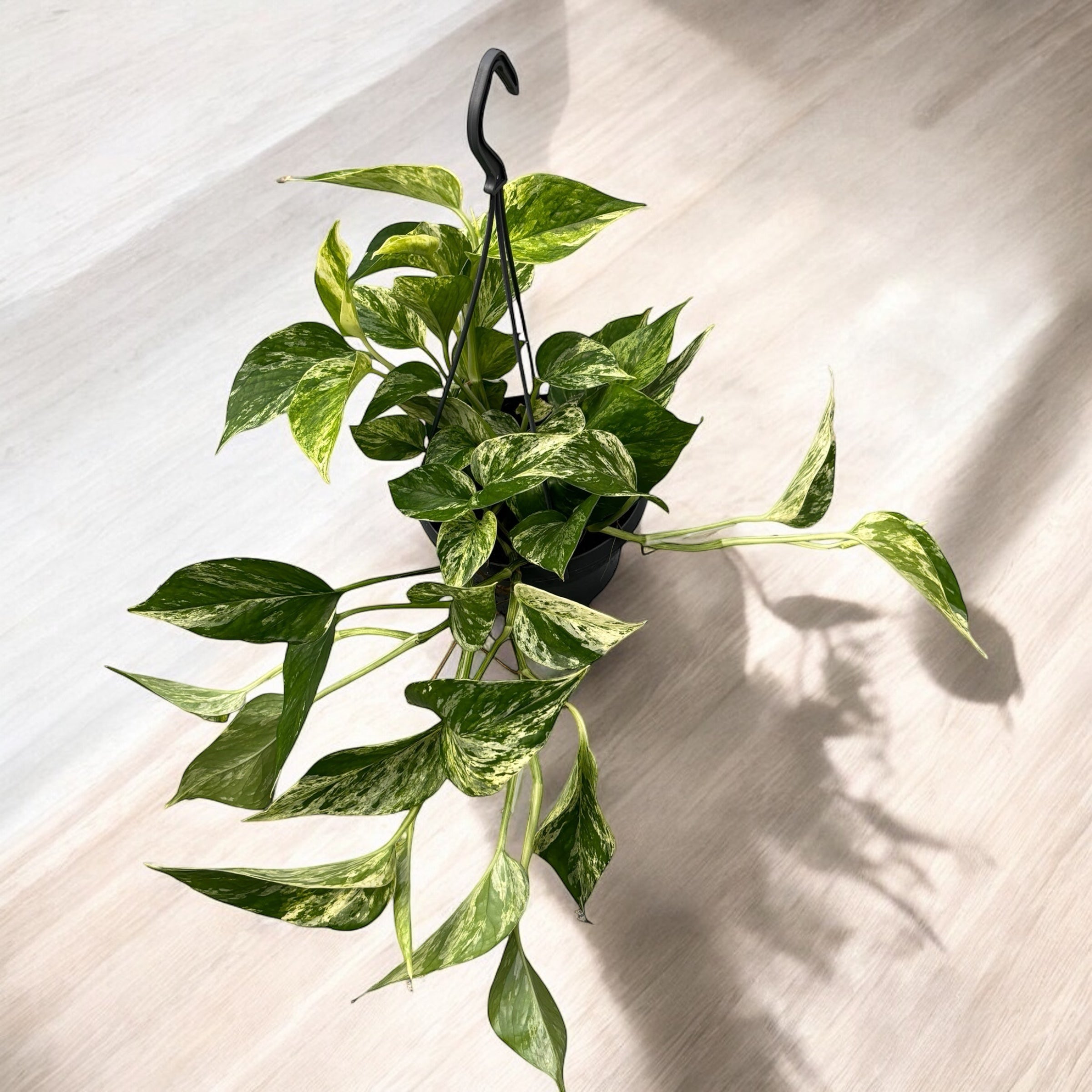 Epipremnum aureum 'Marble Queen' - exemplare XL