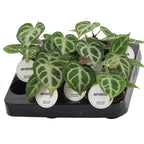 Anthurium crystallinum 'Silver Blush' - babyplantor