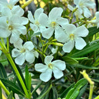 Leandr mix - Nerium Olander 2ks