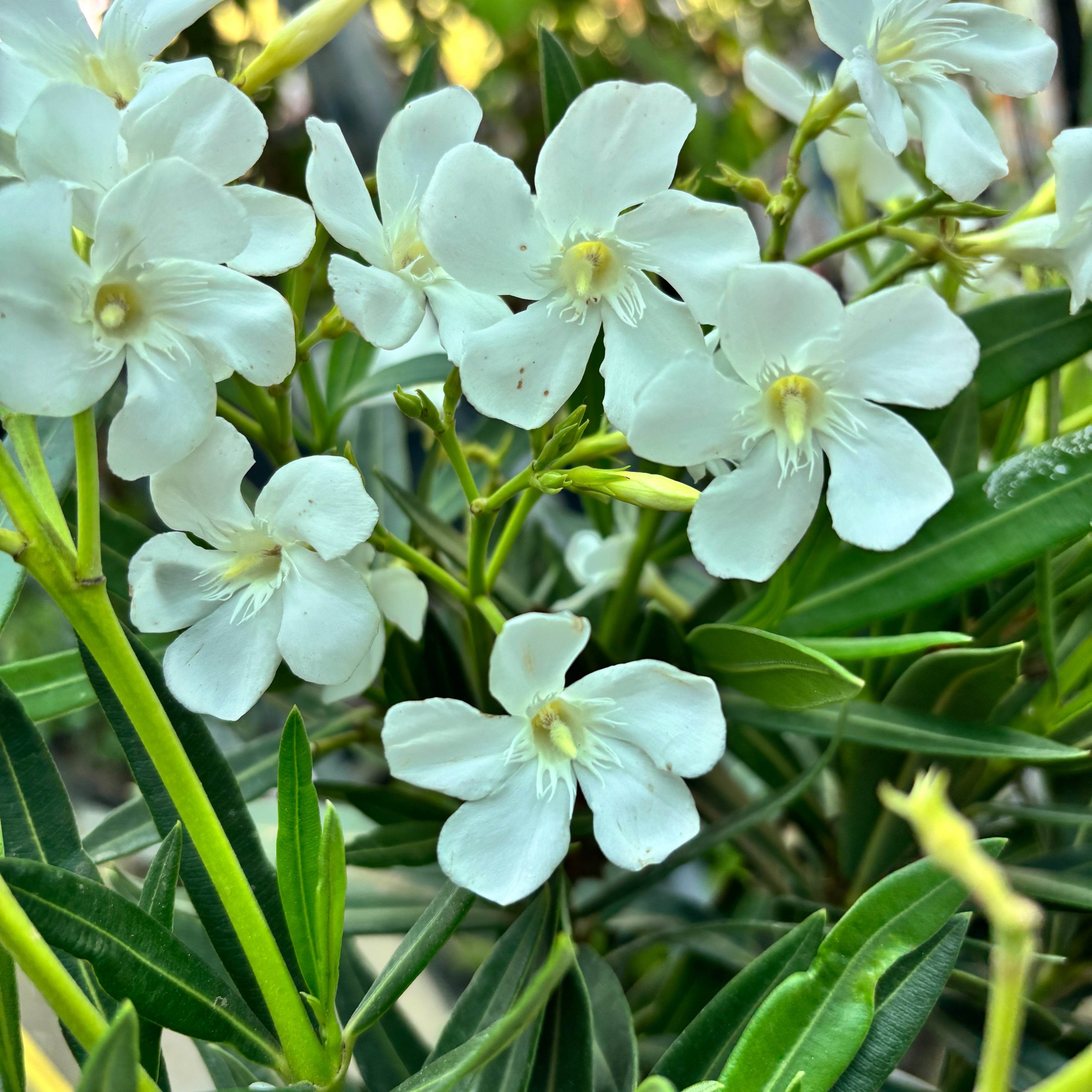 Leandru mix - Nerium Olander 2pp