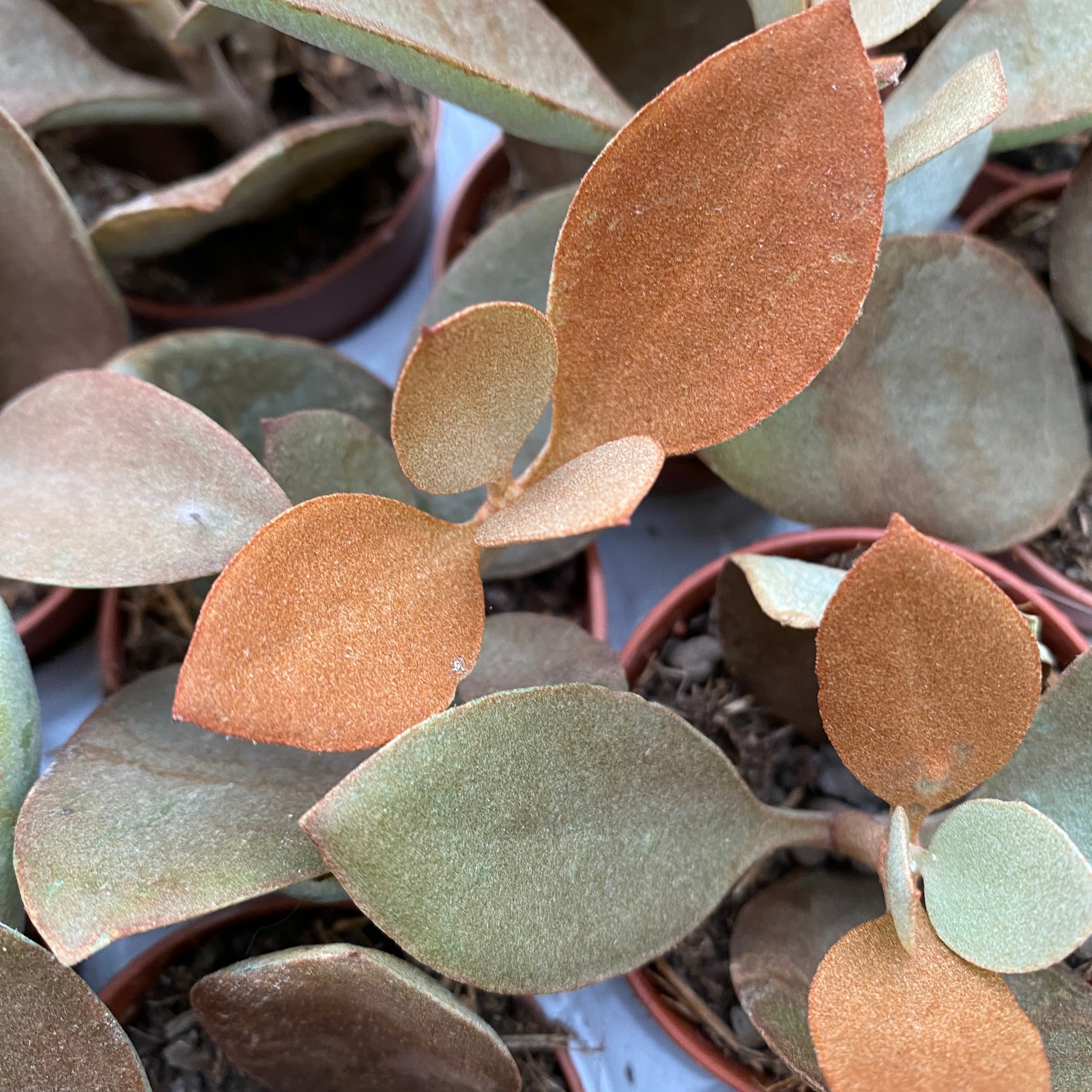 Kalanchoe Orygalis