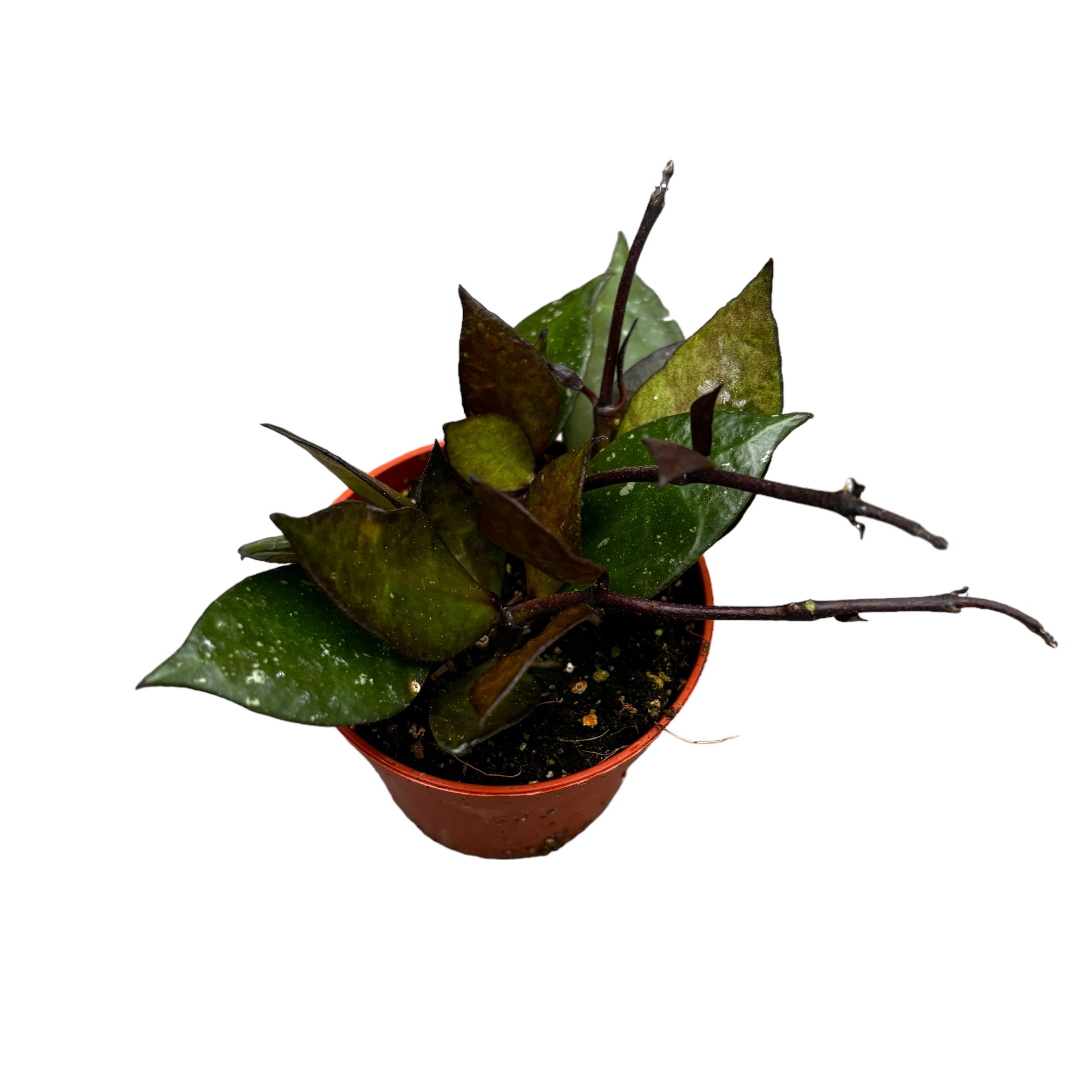 Hoya krohniana 'Black Leaves' D6