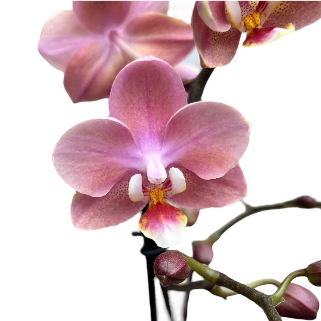 Phalaenopsis Odorion (Aromio Sweet) 