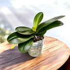 Phalaenopsis Leco Fantastic 'Ll045-2'