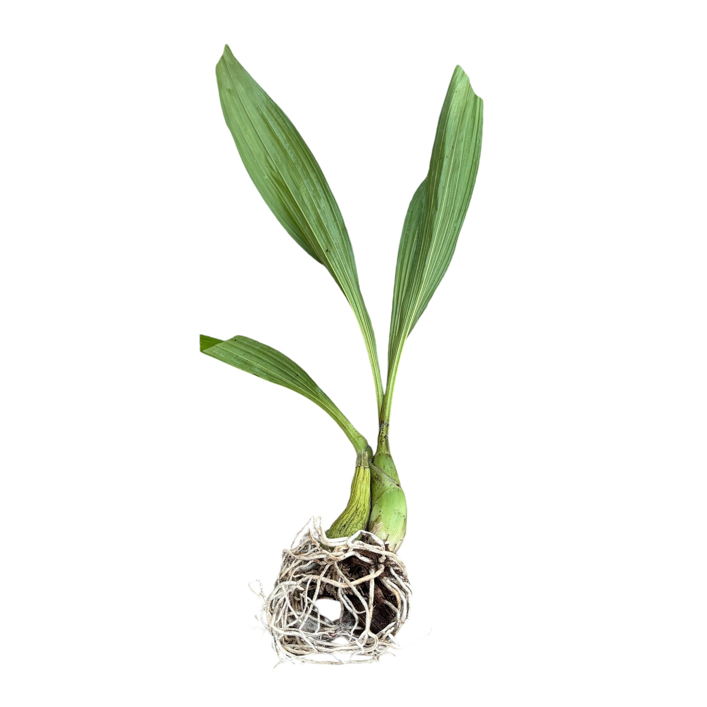 Peristeria Parotia parfumata