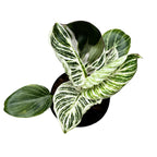 Philodendron Birkin (mutatie)