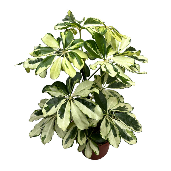 Schefflera arboricola 'Charlotte' (Schirmbaum)