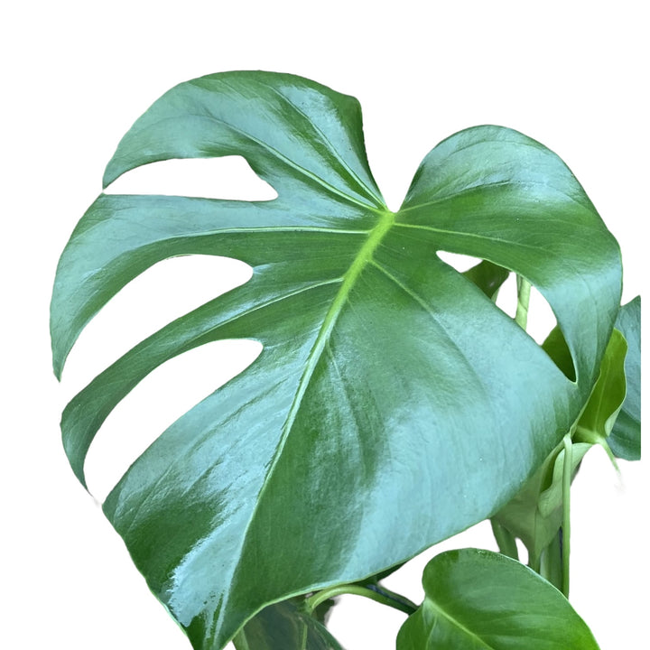 Monstera deliciosa (Swiss cheese plant)D17