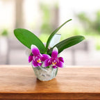 Phalaenopsis Vio Vio 'Cat Face' (peloric) - intensely fragrant