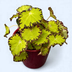 Begonia Magic Colours ‘Jive’ D8