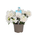Rhododendron 'Dora Amateis' - vrtna azaleja