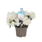Rhododendron 'Dora Amateis' - vrtna azaleja