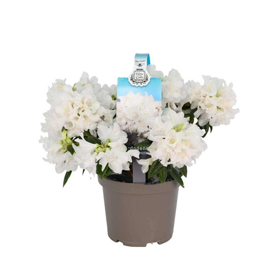 Rhododendron 'Dora Amateis' - vrtna azaleja