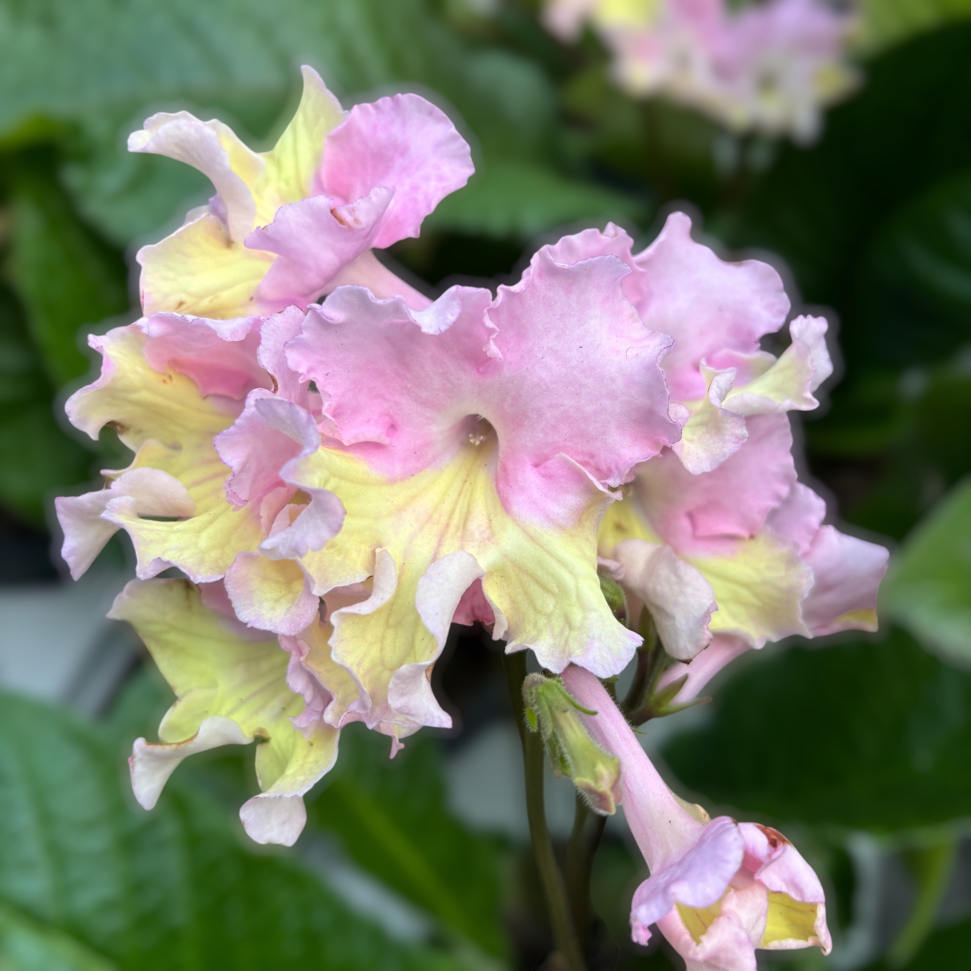Streptocarpus ‘Flavia’