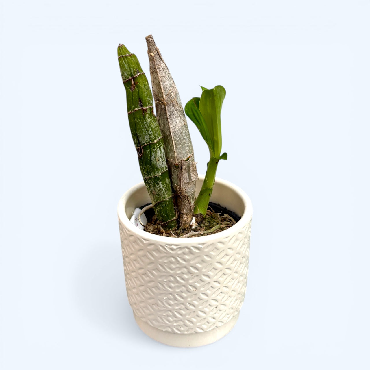 Catasetum Orchidglade 'Jack of Diamond'