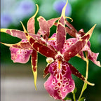 Bratonia Olmec parfumée