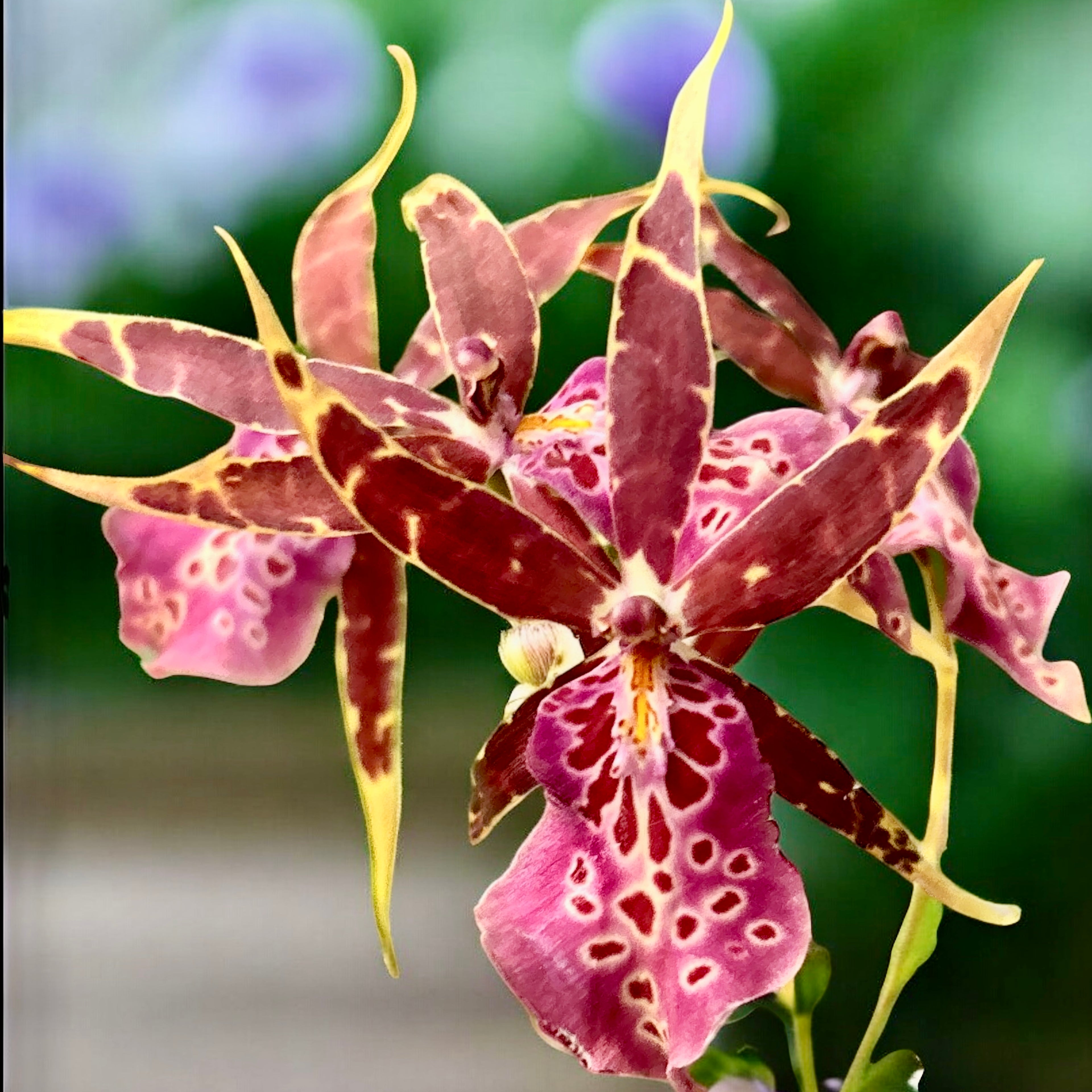 Bratonia Olmec parfumée