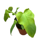 Philodendron Bipennifolium Aurea (Aranyhegedű)