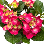 Hydrangea macrophylla 'Hot Red'