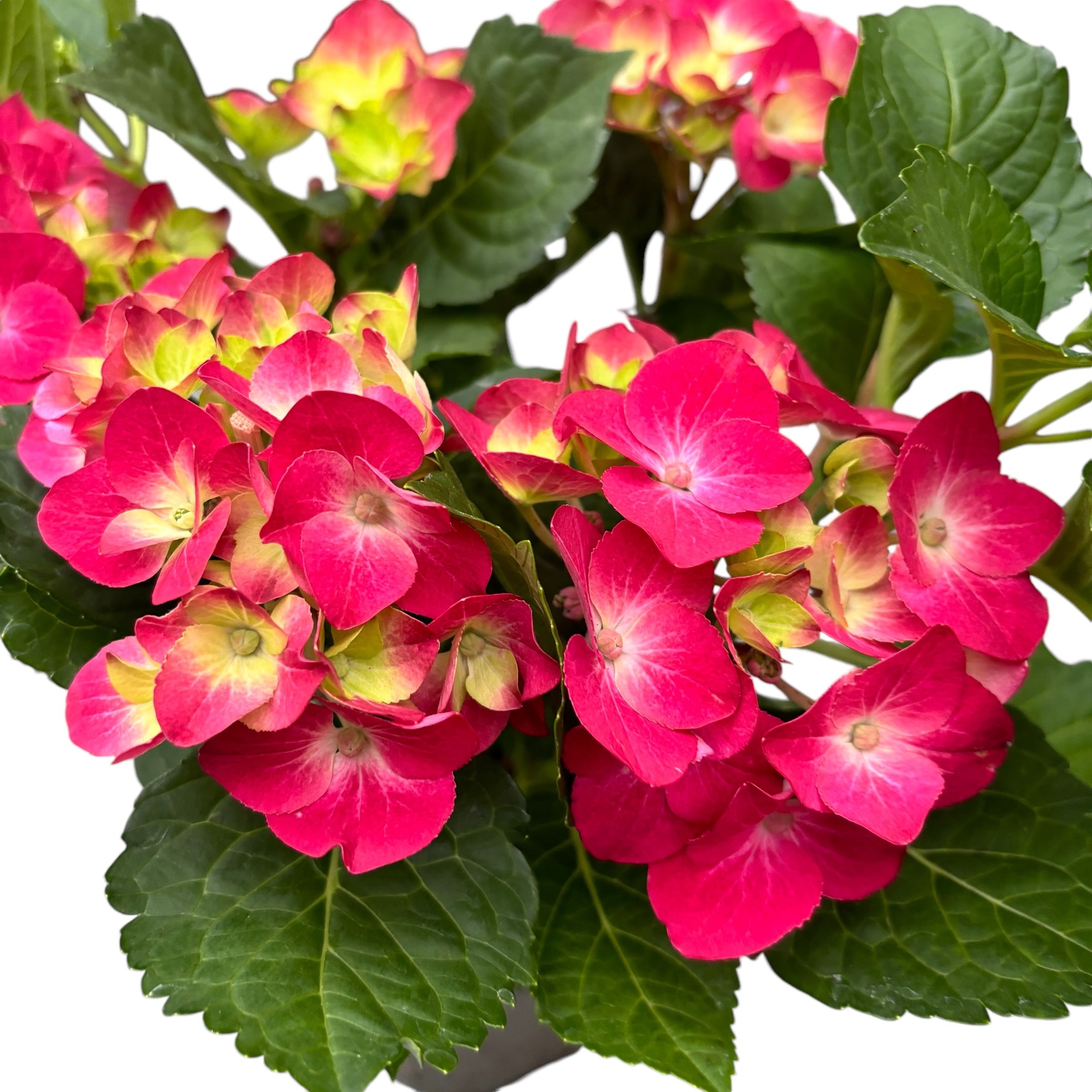 Hydrangea macrophylla 'Hot Red'