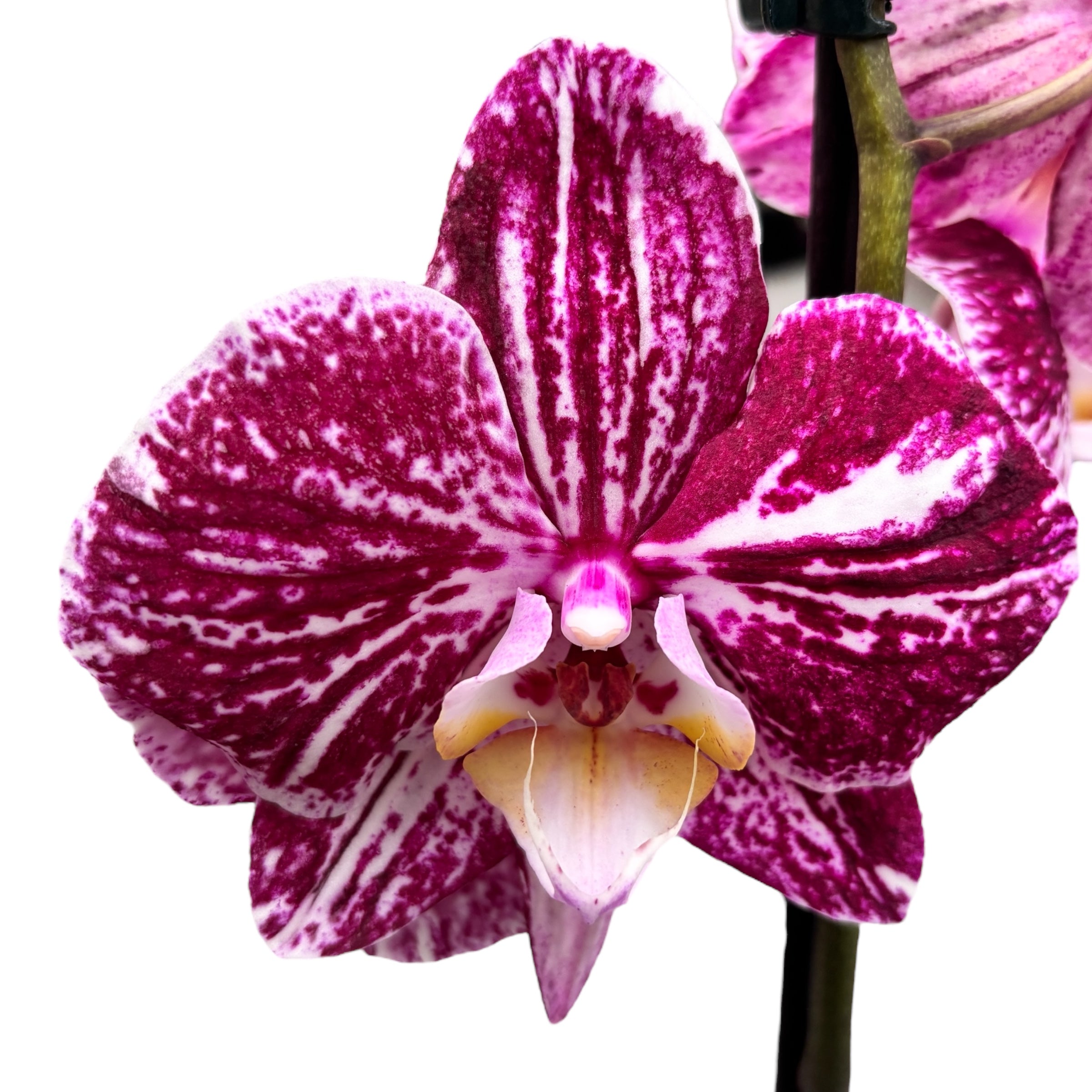 Phalaenopsis 'Limited #20’
