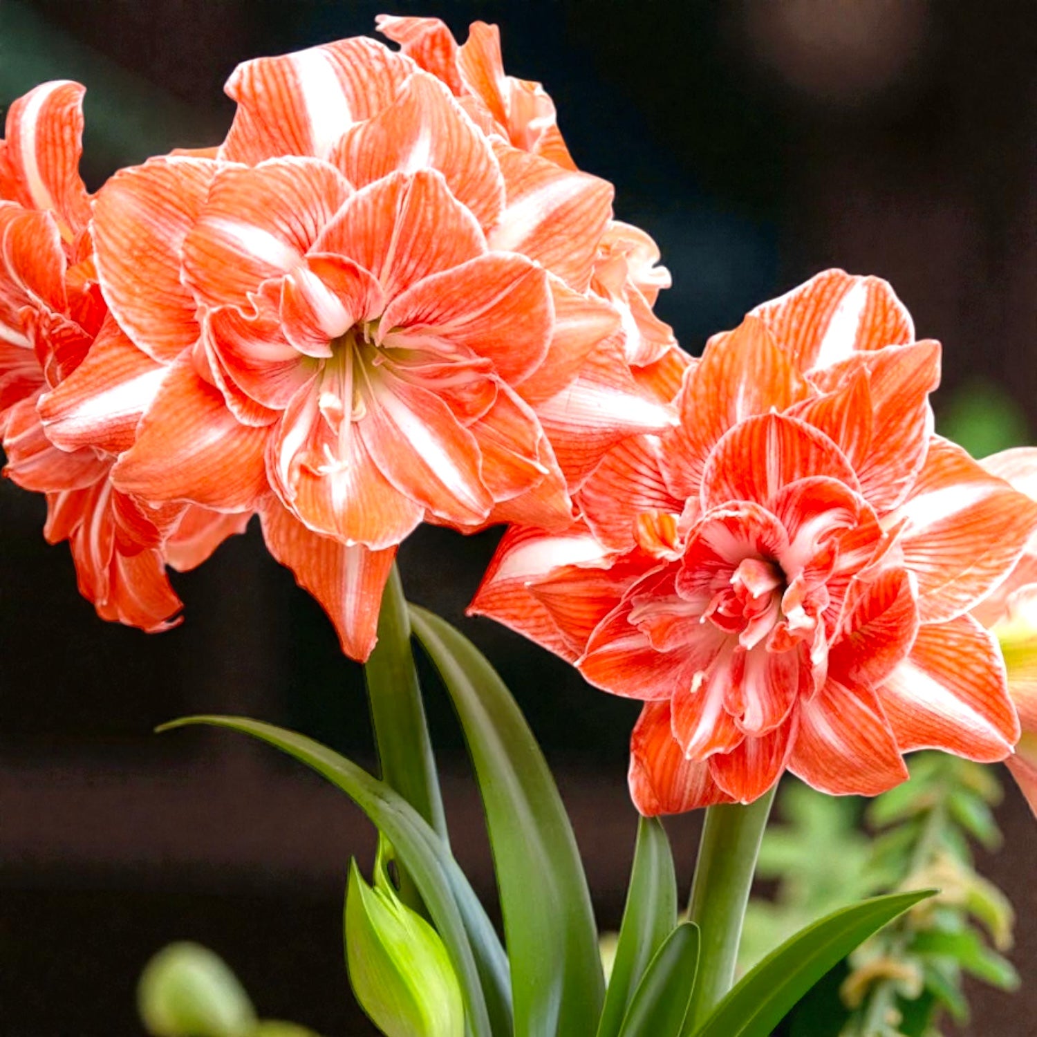 Hippeastrum ‘Sunshine Nymph’ – varietate dubla spectaculoasa, cu nuante calde de portocaliu - alb