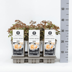 Rosa 'Lion's Rose'® - trandafir floribunda, tip Fairy Tale, parfum discret