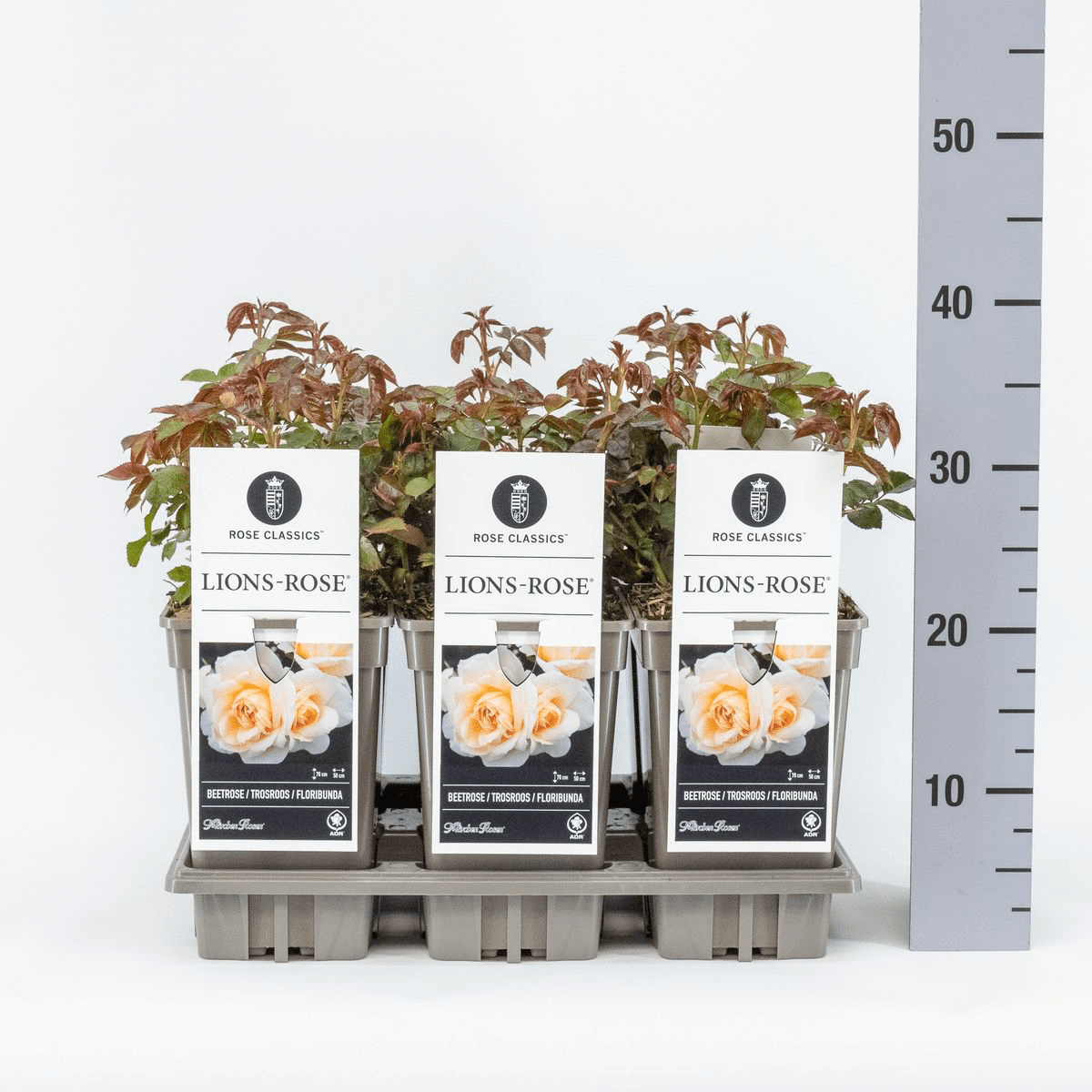 Rosa 'Lion's Rose'® - trandafir floribunda, tip Fairy Tale, parfum discret