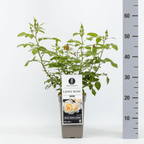 Rosa 'Lion's Rose'® - trandafir floribunda, tip Fairy Tale, parfum discret