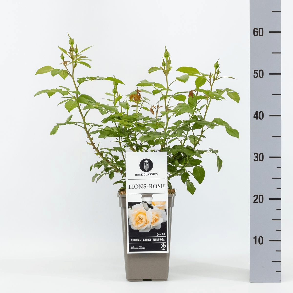 Rosa 'Lion's Rose'® - trandafir floribunda, tip Fairy Tale, parfum discret