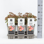 Rosa 'Mind Games'® - Trandafir floribunda, joc de culori