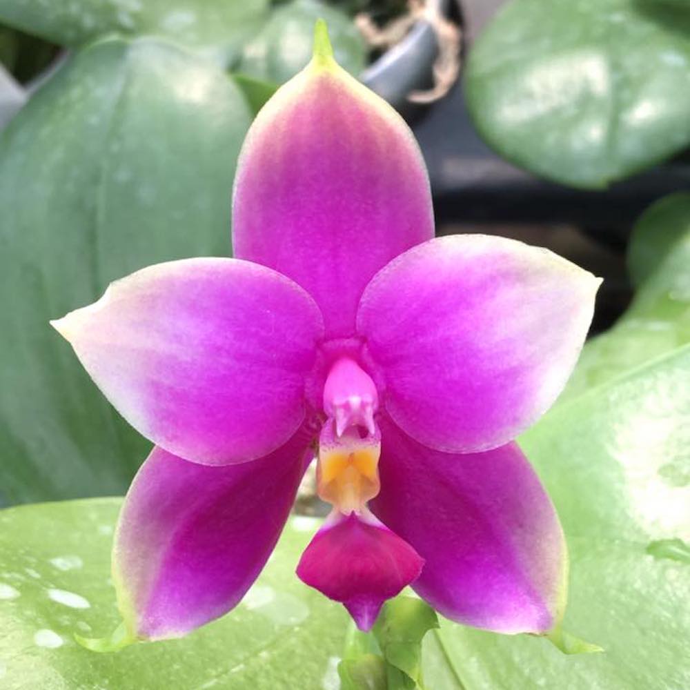 Phalaenopsis Samera var. red (bellina × violacea)