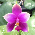 Phalaenopsis Samera var. red (bellina × violacea)