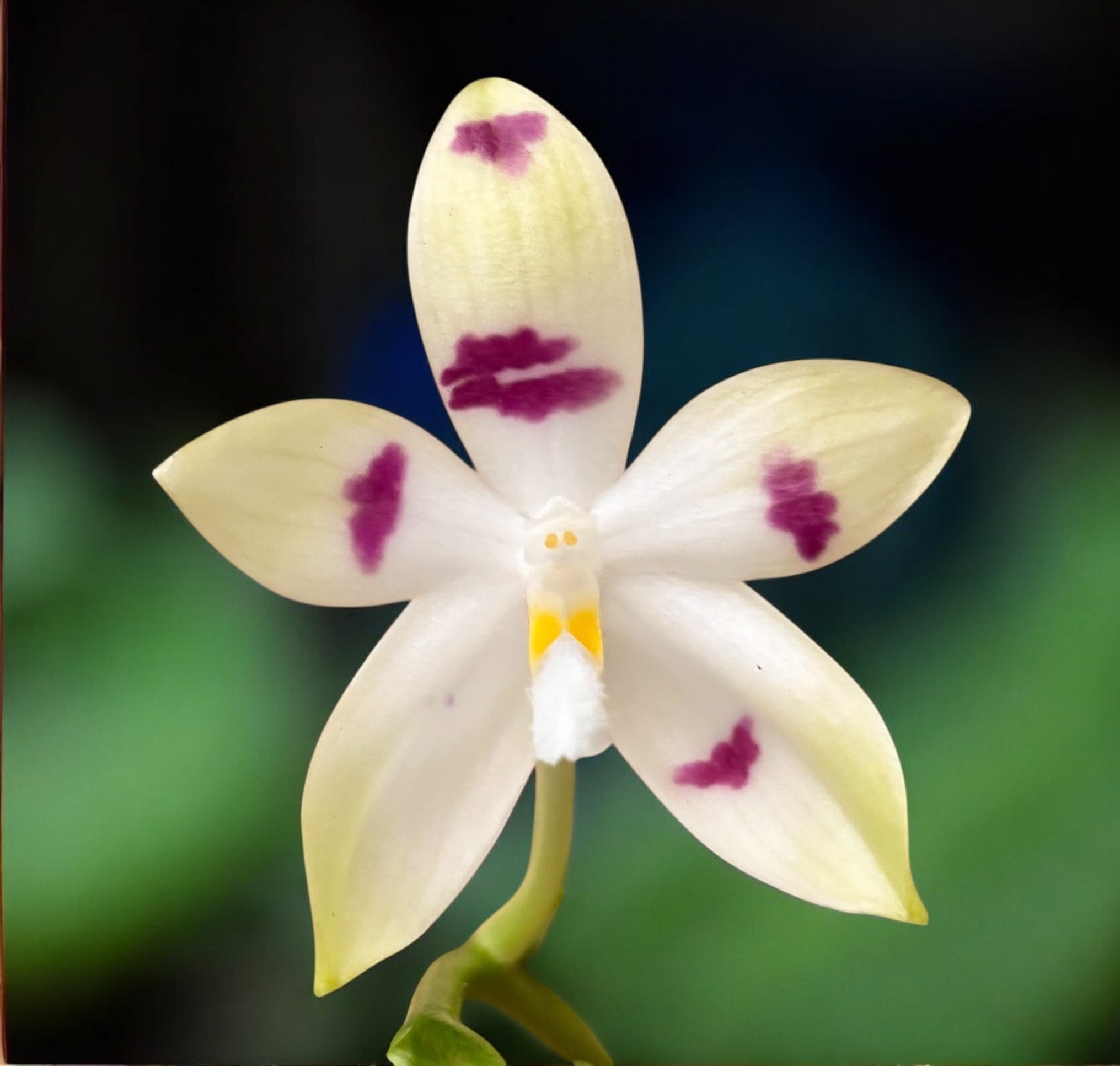 Phalaenopsis tetraspis 'Doodle'
