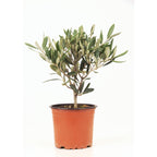 Olivovník (Olea europaea) – středomořský symbol dlouhověkosti, krásy a odolnosti