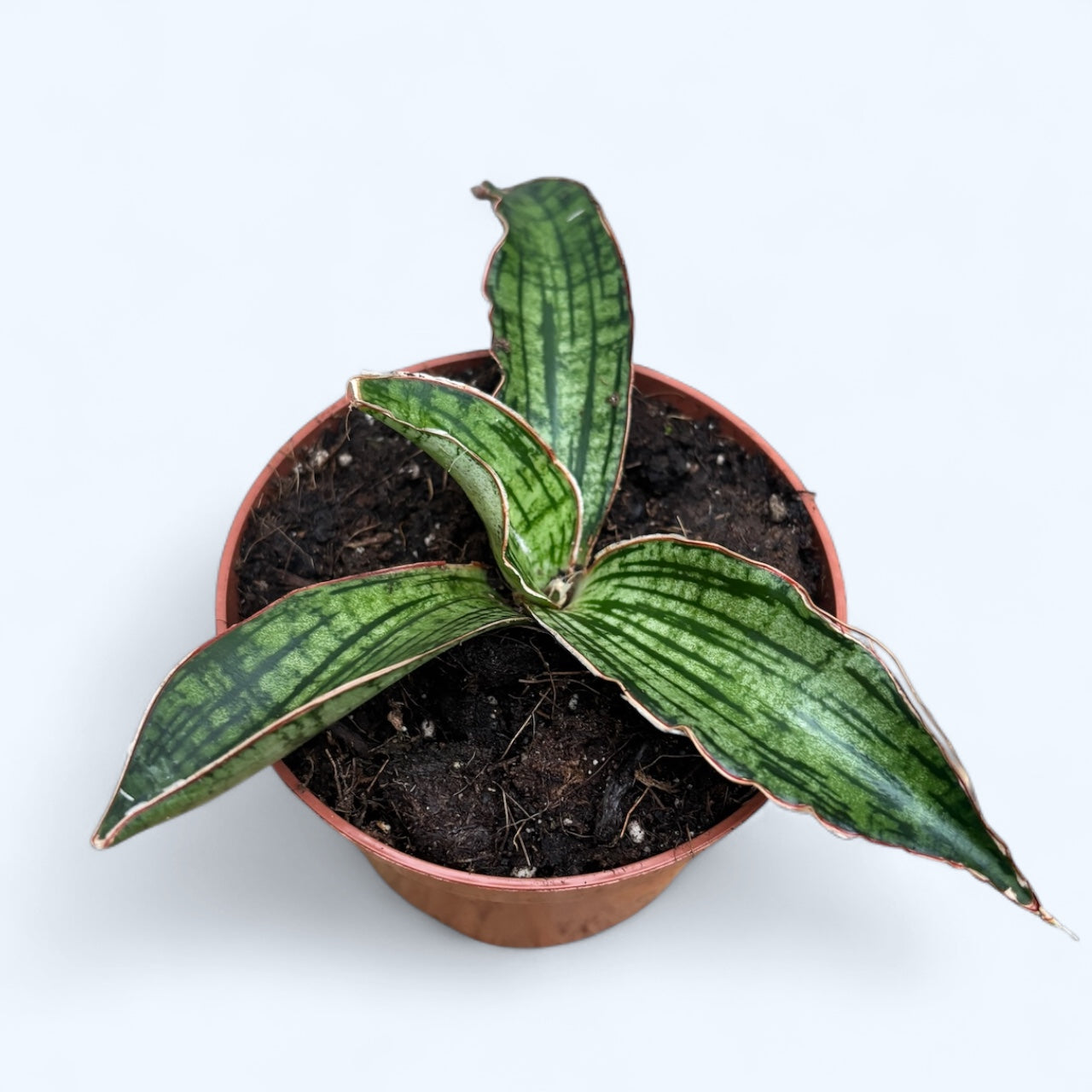 Sansevieria 'Cleopatra'