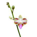 Phalaenopsis Pulcherrima 4N - fragrant