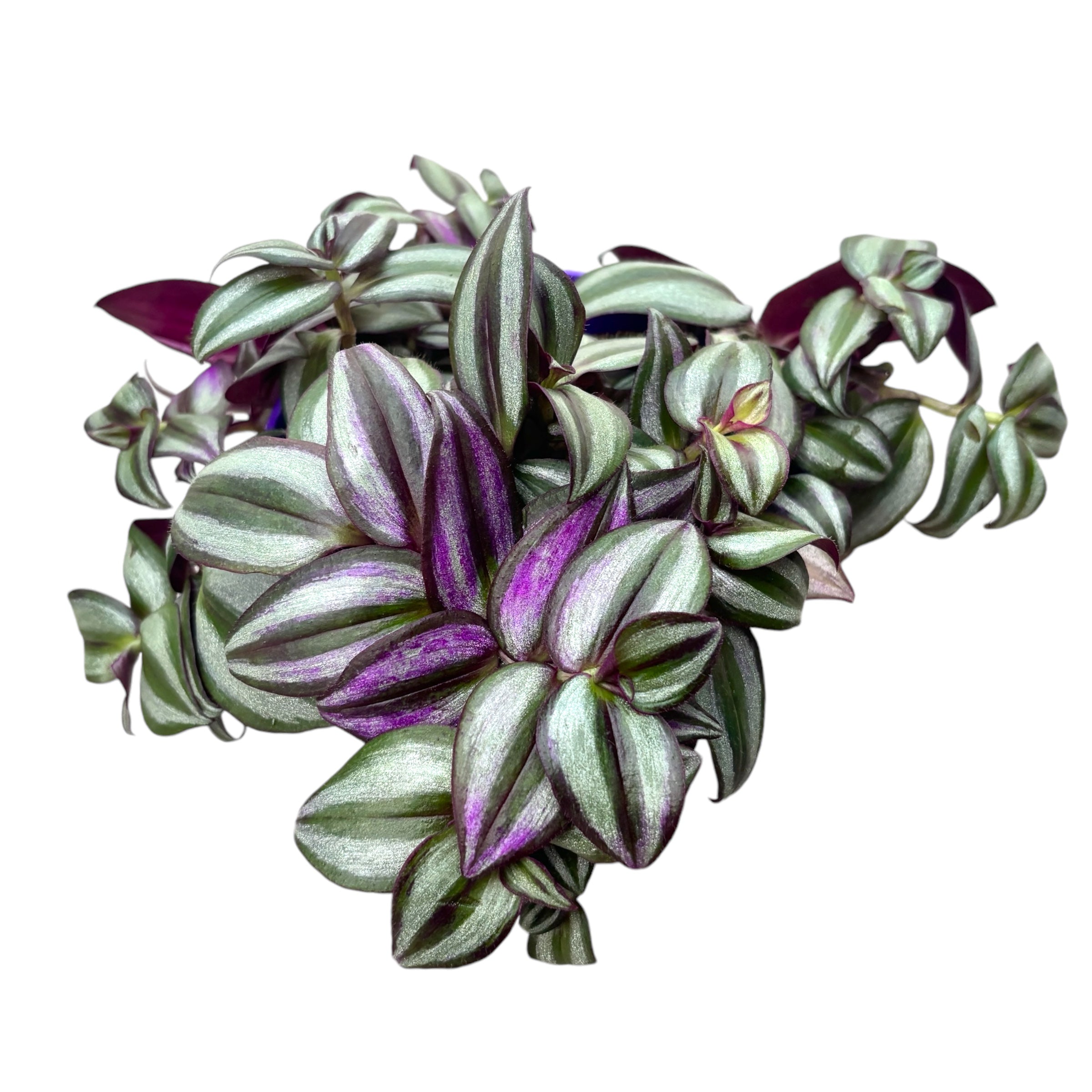 Tradescantia zebrina Violet 5pp