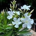 Nerium oleander ‘White’ - elegáns virágú fehér leander