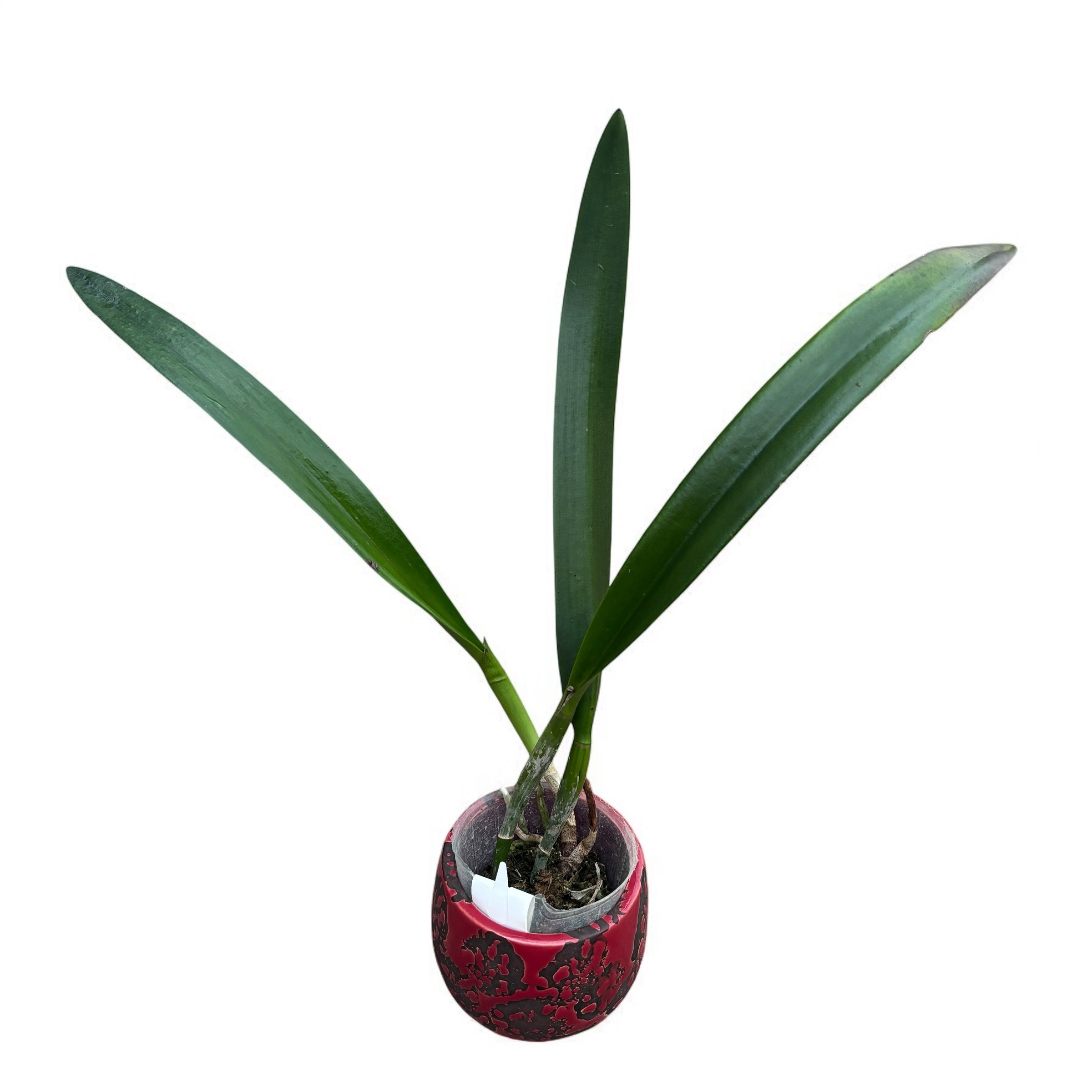 Bc. Yu Toung Star 'No.1' (Bc. Tetra Lip × Bc. Morning Glory)