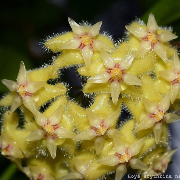 Hoya erythrina 'Red'