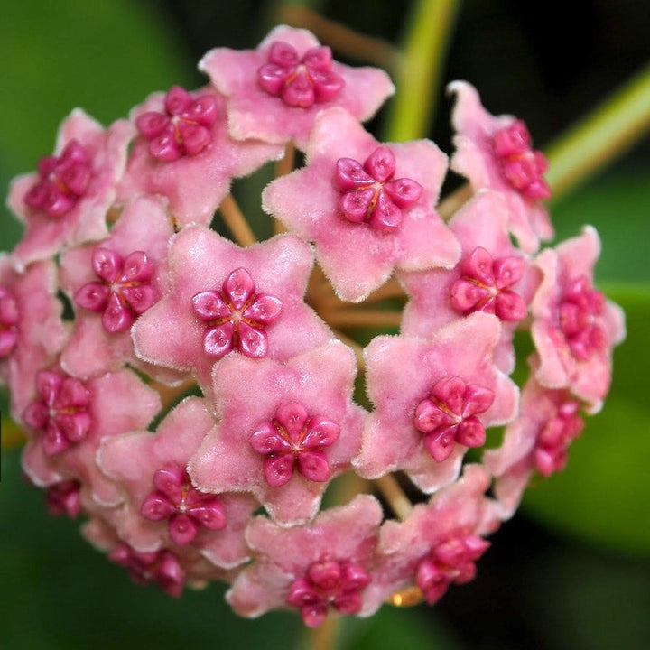 Hoya diversifolia