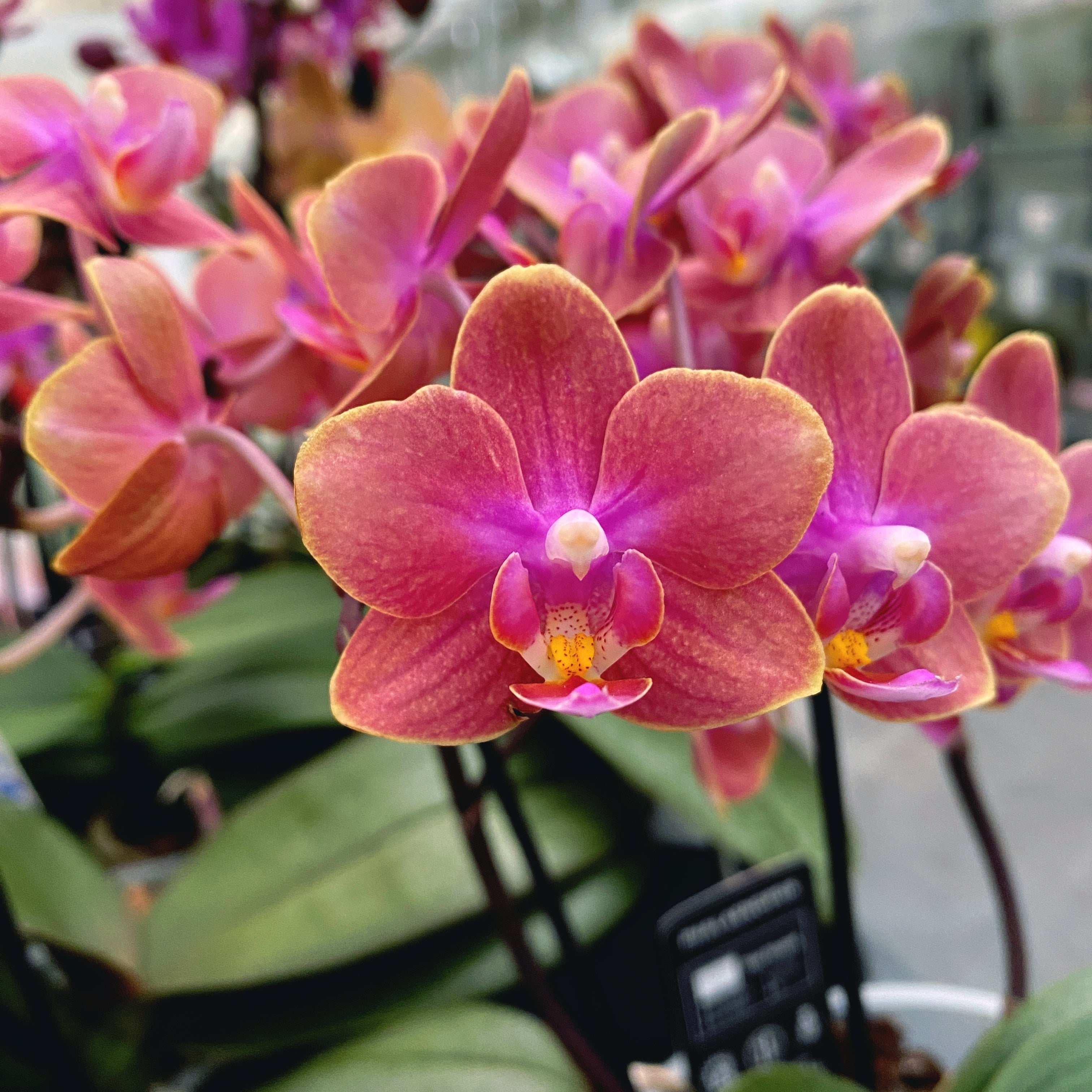 Phalaenopsis Dusty Belle (Aromio Amber) D7 *profumata